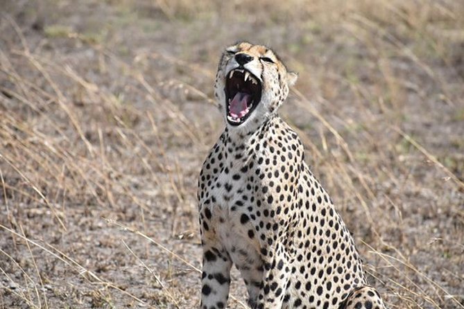 6 Days: Classic Camping( Tarangire, Manyara, Serengeti And Ngorongoro). - Day One: Tarangire’s Baobabs and Elephant Herds