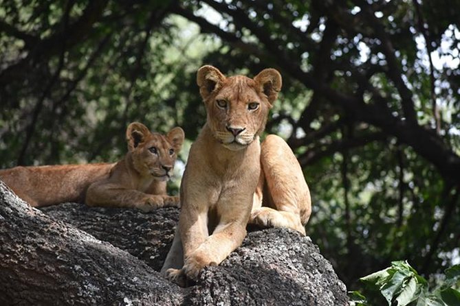 6 Days: Classic Camping( Tarangire, Manyara, Serengeti And Ngorongoro). - Day Six: Ngorongoro Crater From the Floor Up