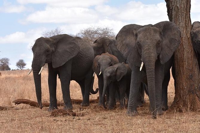 6 Days: Classic Camping( Tarangire, Manyara, Serengeti And Ngorongoro). - Day Two: Lake Manyara’s Forest, Birds, and Lions