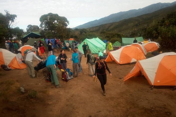 6 Days Climb Kilimanjaro Through Marangu Route - Day 2: Mandara to Horombo across the moorland