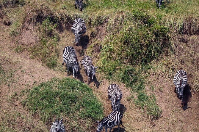 6 Days Enchanting Tanzania Safaris - Mid Range Safari - Day 3: A full Serengeti morning in Seronera