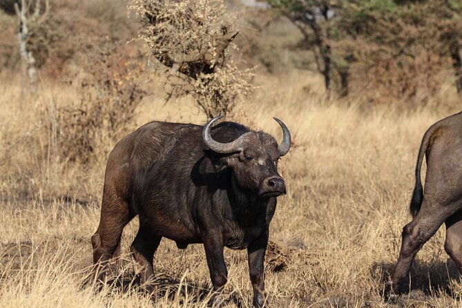 6 Days Enchanting Tanzania Safaris - Mid Range Safari - Day 4: Olduvai Gorge and the Ngorongoro Crater