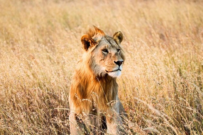 6 Days Enchanting Tanzania Safaris - Mid Range Safari - Day 5: Tarangire’s elephants and baobabs