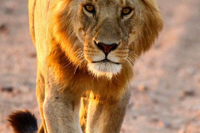 6 Days Enchanting Tanzania Safaris - Mid Range Safari - Day 2: Entering the Serengeti through the highlands