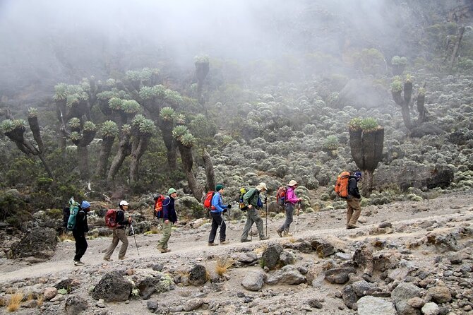 6 Days: Hiking Kilimanjaro via Machame Route - Day 3: Lava Tower and the Barranco Valley