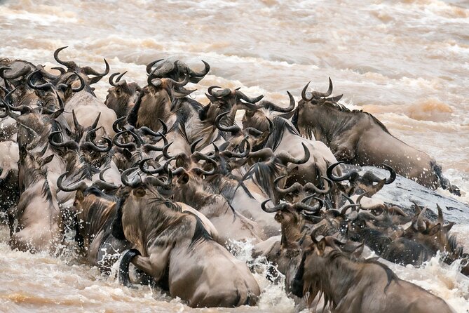 6 Days in the Wild – A Budget Safari Across Tanzania’s Icons - Day 5: Lake Manyara’s birds and tree-climbing lions