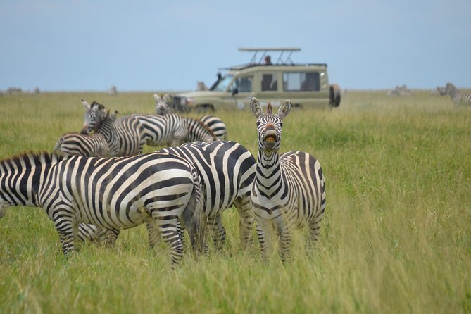 6 Days lodge &camping tour Serengeti ,Tarangire ,Ngorongoro Crater and Manyara - Day 3: An early start in Seronera