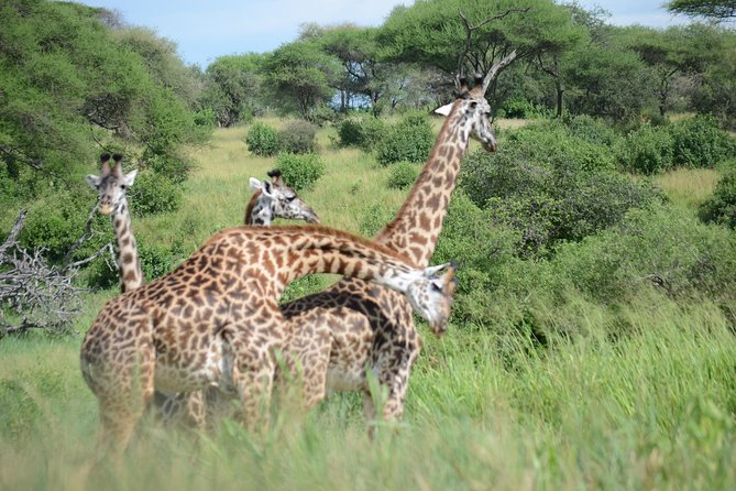 6 Days lodge &camping tour Serengeti ,Tarangire ,Ngorongoro Crater and Manyara - Day 4: Leaving the Serengeti through the Ngorongoro Conservation Area