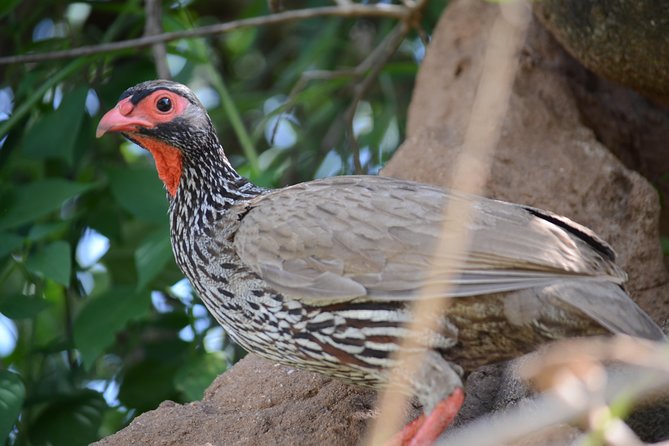 6 Days lodge &camping tour Serengeti ,Tarangire ,Ngorongoro Crater and Manyara - Day 5: The Ngorongoro Crater floor