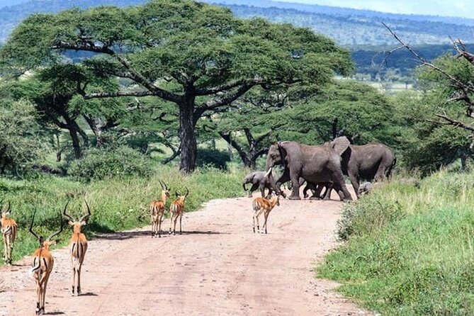 6 Days lodge &camping tour Serengeti ,Tarangire ,Ngorongoro Crater and Manyara - Day 6: Lake Manyara’s forest, flamingos, and baboons