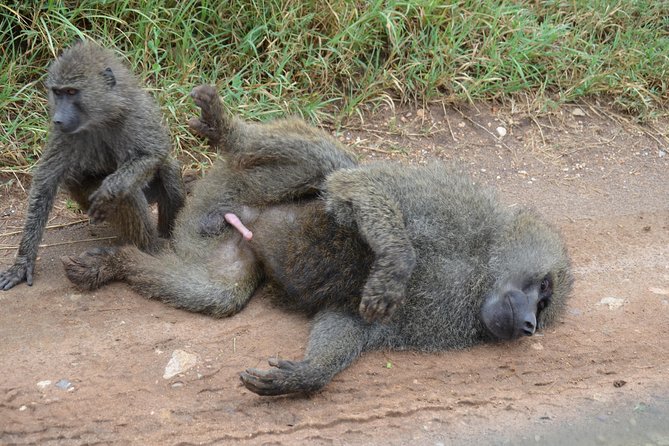 6 Days lodge &camping tour Serengeti ,Tarangire ,Ngorongoro Crater and Manyara - Camping, lodges, and the practical side of comfort