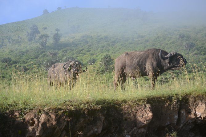 6 Days lodge &camping tour Serengeti ,Tarangire ,Ngorongoro Crater and Manyara - Day 2: Across the crater rim to the Serengeti