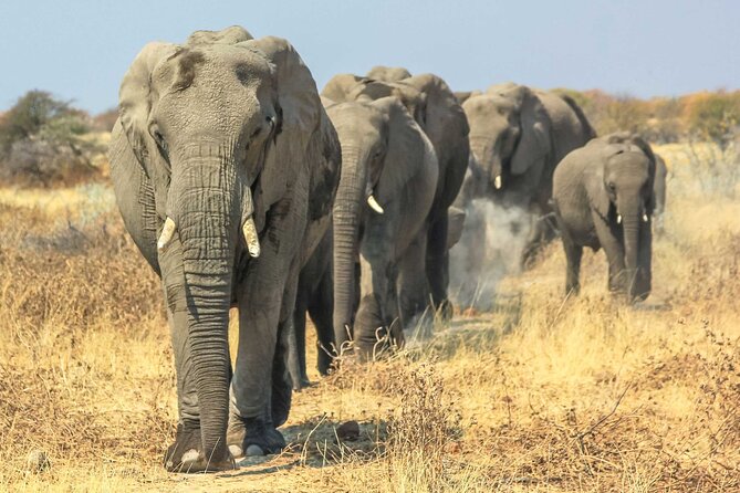 6 Days Lodge & Tented Camp Luxury - The Serengeti Trail & Tarangire - Day 4: A full day across the Serengeti
