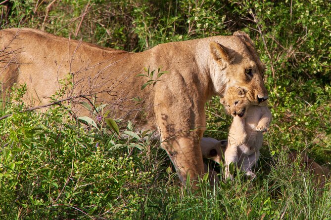 6 Days Lodge & Tented Camp Luxury - The Serengeti Trail & Tarangire - Day 5: Inside Ngorongoro Crater
