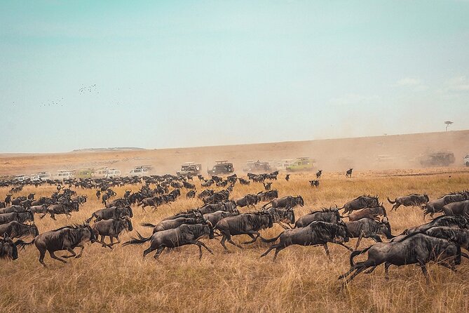 6 Days Luxury Migration Safari-Northern Tanzania - What this six-night safari is really offering
