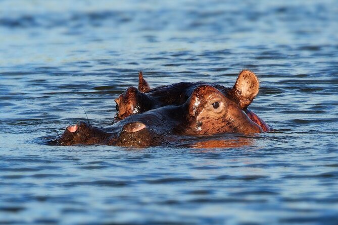 6 Days Luxury Migration Safari-Northern Tanzania - Days 3 and 4: Two full days in northern Serengeti