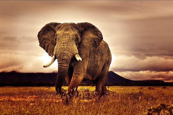 6 Days Luxury Migration Safari-Northern Tanzania - Day 6: Lake Manyara and the route back to Arusha