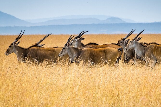 6 Days Luxury Migration Safari-Northern Tanzania - Is $3,725 per person a fair price?