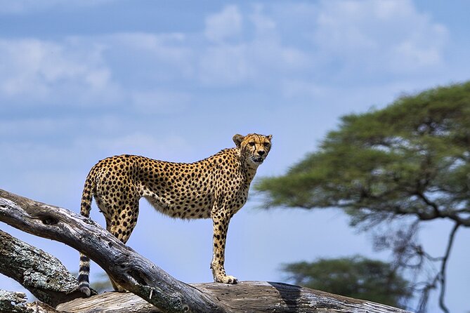 6 Days Luxury Migration Safari-Northern Tanzania - Day 1: Tarangire National Park begins the wildlife circuit