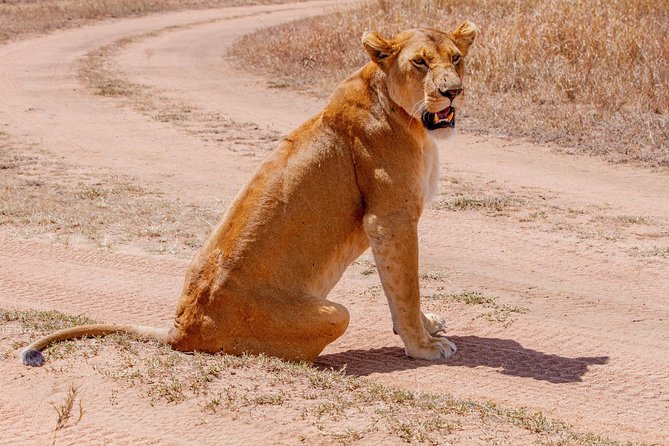 6 Days Luxury Northern Circuit Safari - A Glimpse of Tanzania Adventure - Tarangire’s elephant country on day two