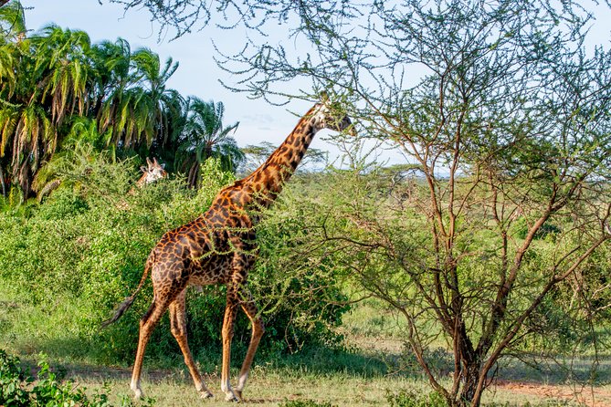 6 Days Luxury Northern Circuit Safari - A Glimpse of Tanzania Adventure - Arusha arrival and the first night