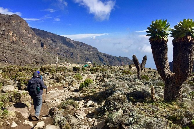 6 Days Machame Route Kilimanjaro Trekking - Day 2: Heather and moorland at Shira Camp