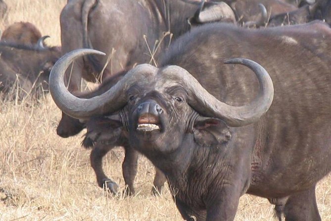 6 Days Mara River Crossing - The Great Migration - Why this safari is built around the Mara River