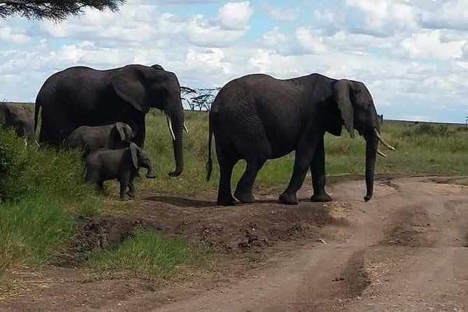 6 Days Mara River Crossing - The Great Migration - Day 1: Tarangire’s elephants and baobabs