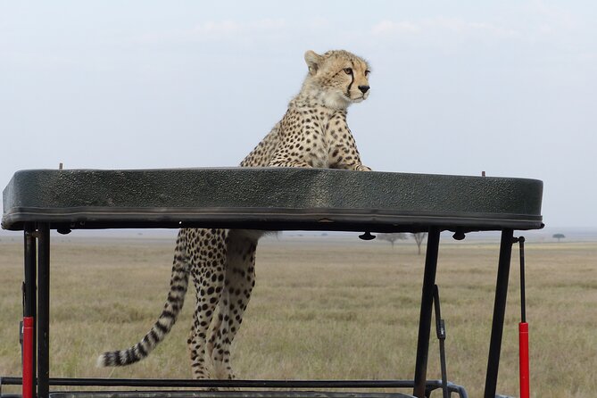 6 Days Private Budget Safari - What the food and lodging setup means
