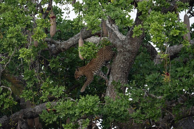 6 Days Private Safari Tour - Day 4: A half-day game drive before Ngorongoro