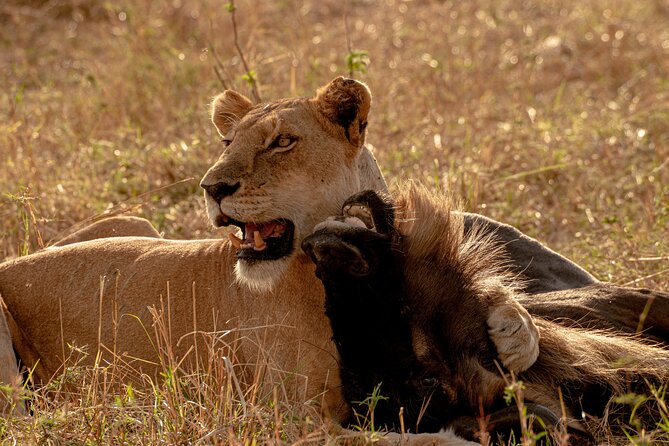 6 Days Private Safari Tour - Day 5: Down into Ngorongoro Crater