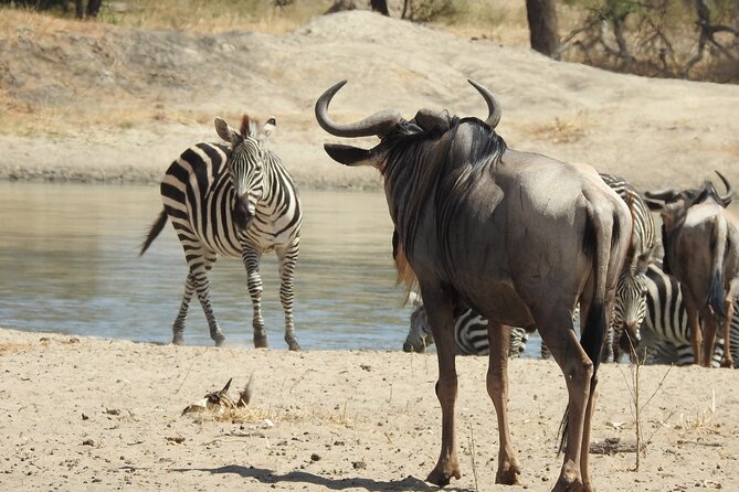 6 Days Private Safari with Mid-range Lodges or Camps - What this six-day safari actually covers