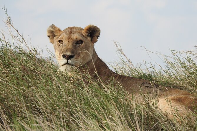 6 Days Private Safari with Mid-range Lodges or Camps - Day three: crossing Ngorongoro to reach the Serengeti