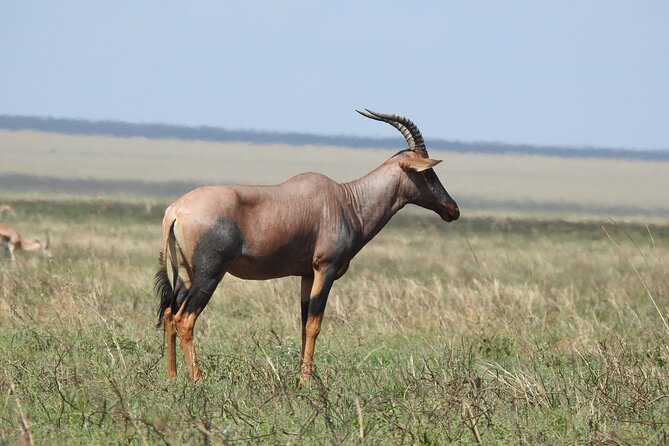6 Days Private Safari with Mid-range Lodges or Camps - Day five: one last Serengeti morning, then Ngorongoro