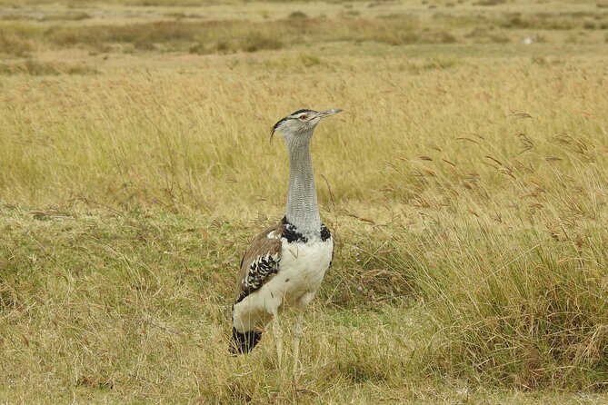 6 Days Private Safari with Mid-range Lodges or Camps - Day six: Ngorongoro Crater’s compact wildlife world