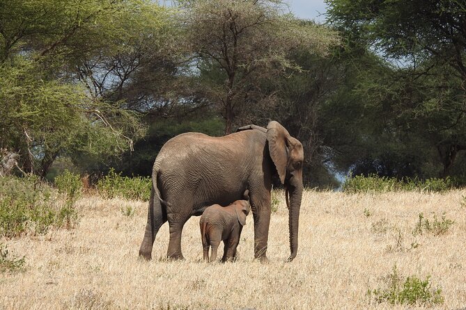 6 Days Private Safari with Mid-range Lodges or Camps - Day two: Lake Manyara’s birds, lake, and forest