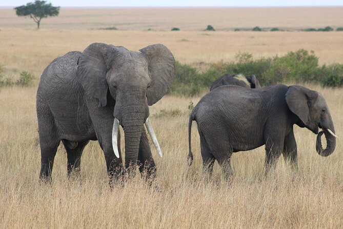 6 Days Safari : Manyara, Ngorongoro, Serengeti & Tarangire National Park - Day 5: Tarangire’s elephants and permanent river