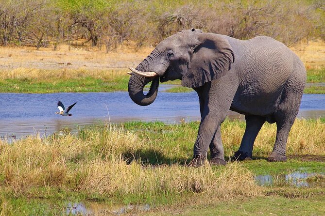 6 Days Safari : Manyara, Ngorongoro, Serengeti & Tarangire National Park - What the $6,610 price means