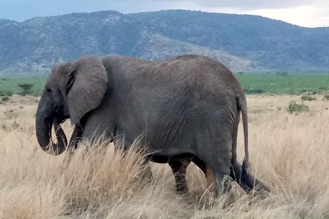 6 Days Safari to Udzungwa Mountain NP, Ruaha NP and Mikumi NP - Why the southern circuit feels different