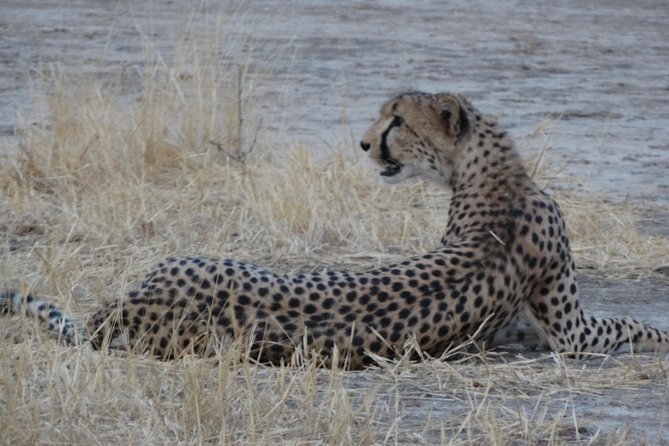 6 Days Safari to Udzungwa Mountain NP, Ruaha NP and Mikumi NP - Day 4: A second full day among Ruaha’s rivers and kopjes
