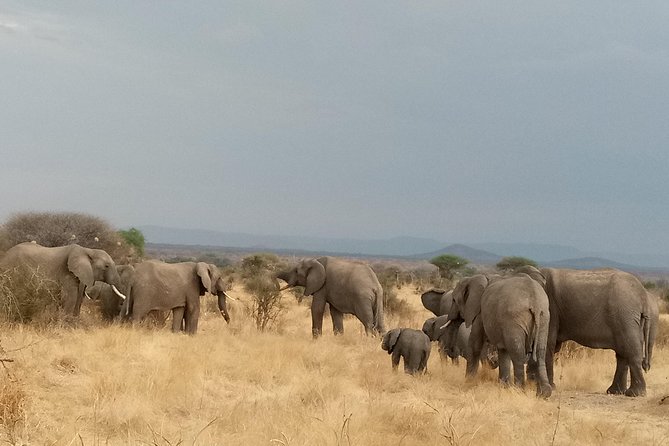6 Days Safari to Udzungwa Mountain NP, Ruaha NP and Mikumi NP - Day 5: A walking safari, then the road to Mikumi