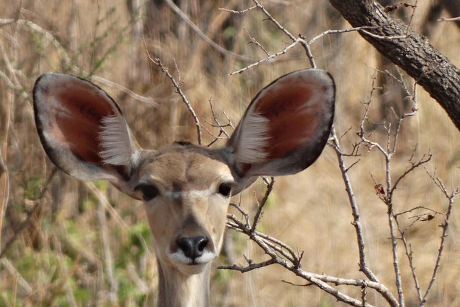 6 Days Safari to Udzungwa Mountain NP, Ruaha NP and Mikumi NP - Day 6: A final Mikumi game drive and return to Dar es Salaam