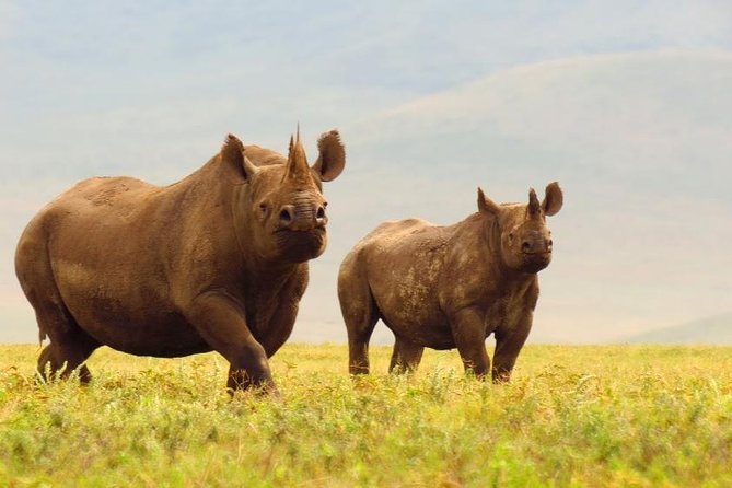 6 Days Serengeti Safari(hiking waterfalls &coffee tour) - Day four: descending into Ngorongoro Crater