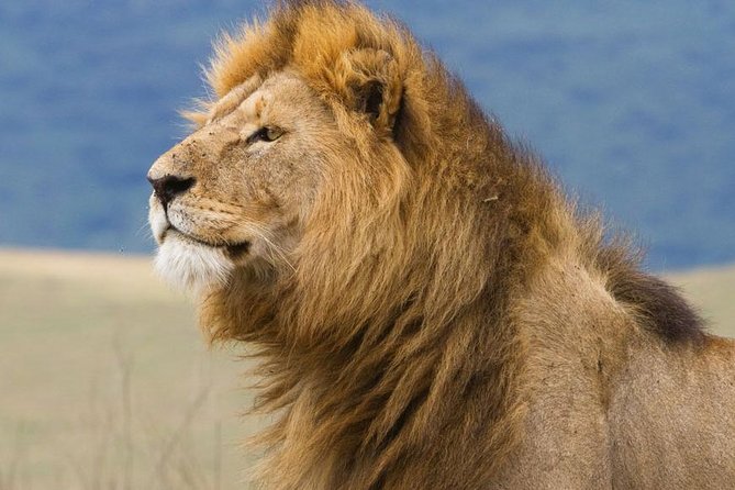 6 Days Serengeti Safari(hiking waterfalls &coffee tour) - Day five: flamingoes, hippos, and Lake Manyara