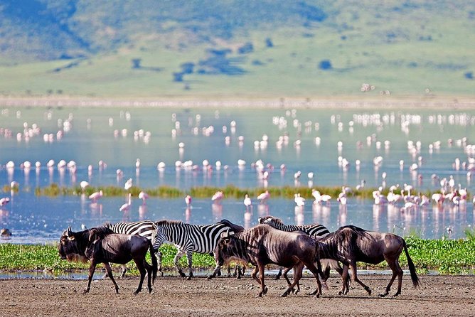 6 Days Serengeti Safari(hiking waterfalls &coffee tour) - Is $1,250 a fair price?