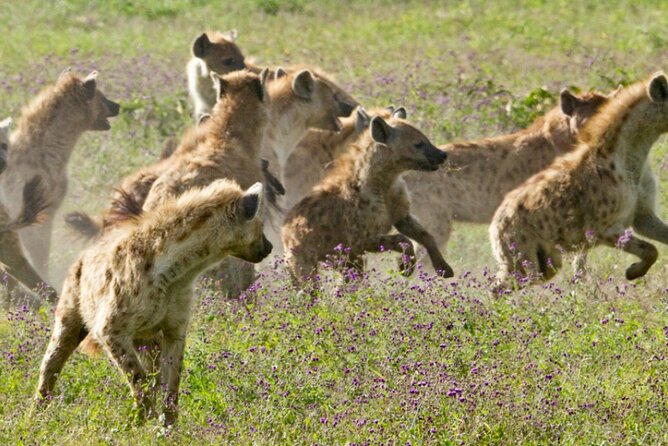 6 Days Serengeti Wildebeest Migration Safari - Arusha arrival and the pre-safari briefing