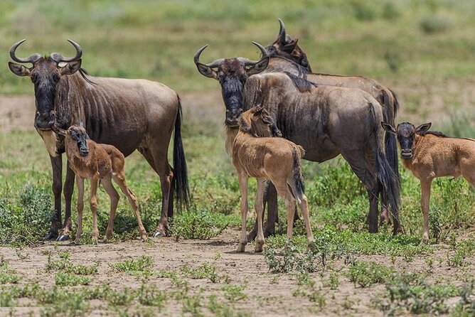 6 Days Serengeti Wildebeest Migration Safari - Day four: leaving the Serengeti for Ngorongoro