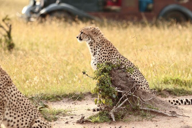 6 Days Serengeti Wildebeest Migration Safari - Day five: an early start in Ngorongoro Crater