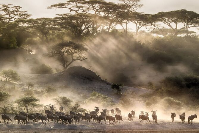 6 Days Serengeti Wildebeest Migration Safari - Day six: private transfer to Kilimanjaro Airport