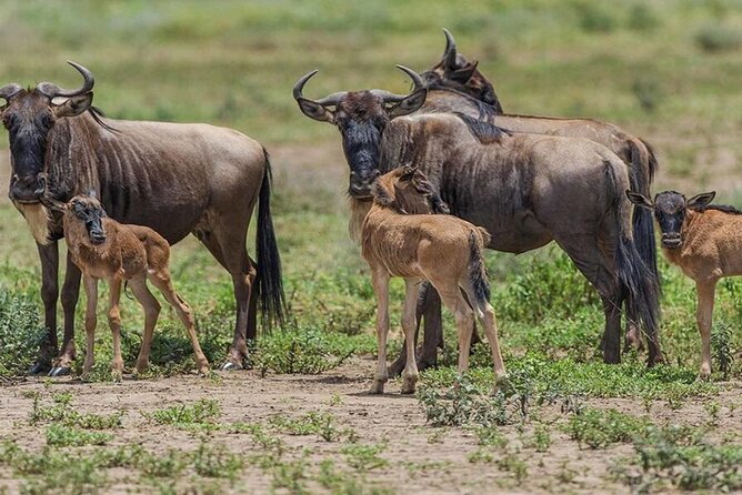 6 Days Serengeti Wildebeest Migration Safari - Day three: a full Serengeti wildlife day